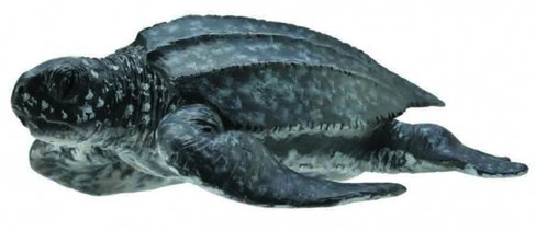 Turtle - Leatherback Sea (CollectA)