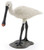 Papo Common Spoonbill Figure - Manufacturer Picture
