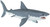 Safarit Ltd Great White Shark - Side View Safarit Ltd Great White Shark - Side View