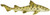 Safari Ltd. - Sea Life Collection - Leopard Shark - Side View Safari Ltd. - Sea Life Collection - Leopard Shark - Side View