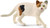 Schleich Toy Figure - Cat - American Shorthair