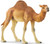 Schleich Dromedary Camel - Manufacturer Picture Schleich Dromedary Camel - Manufacturer Picture