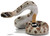 Safari Ltd. Western Diamondback Rattlesnake - Manufacturer Picture