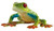 Bullyland Red-Eyed Tree Frog #68516 Manufacturer Picture front View Bullyland Red-Eyed Tree Frog #68516 Manufacturer Picture front View