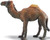 CollectA Camel - Dromedary