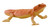 Mojo Bearded Dragon New 2025 #381096 main image side view