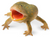 Toymany - Budgett’s Frog #00390 hero image
