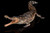 Haolonggood Sarcosuchus Imperator - Tong Meng - Brown - Front Angle View