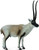 CollectA Chiru Figure