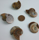 Fossilized Ammonite - Pair - Medium