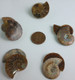 Fossilized Ammonite - Pair - Medium