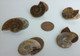 Fossilized Ammonite - Pair - Medium