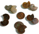 Fossilized Ammonite - Pair - Small