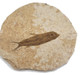 Fossilized Fish - Specimen A