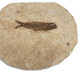 Fossilized Fish - Specimen C