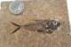 Fossilized Fish - Specimen N