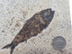 Fossilized Fish - Specimen O