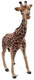 Giraffe Male (Mojo)