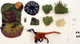 Buitreraptor Wetlands Accessory Pack  (Beasts of the Mesozoic)