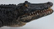 Alligator with Articulated Jaw (Mojo)