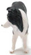 Mojo Border Collie Dog - Front View
