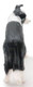 Mojo Border Collie Dog - Rear View