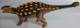 Mojo Ankylosaurus - Left Side View