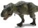 Nanmu Tyrannosaurus rex - The Once and Future King - Close Up View