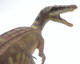 Nanmu Baryonyx - Calypso - Face View