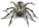 Spider - Tarantula(Papo)