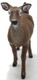 Deer - White-Tailed Doe (Papo)