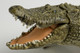 Alligator (Papo)