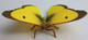 Butterfly - Clouded Yellow (Papo)