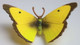 Butterfly - Clouded Yellow (Papo)