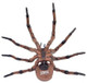 Spider - Common (Papo)