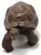 Turtle - Galapagos Tortoise (Papo)