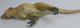 Pachycephalosaurus - Austin (PNSO)