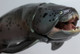 PNSO Zaha the Dunkleosteus - Face Close Up View