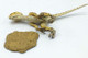 Velociraptor - Baby (REBOR)