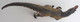 Safari Ltd. Allosaurus - Striped - Top View