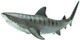 Shark - Tiger (Safari Ltd.)