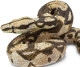 Snake - Boa Constrictor (Safari Ltd.)