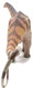 Haolonggood Apatosaurus Shijing - Rear View