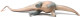 Haolonggood Apatosaurus Huangxin - Under Belly View