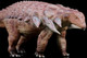 Edmontonia - Jiebao (Haolonggood)