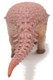 Haolonggood Edmontonia - Jiebao Dinosaur Figure - Top View