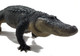 Alligator - American - Bizkit - Downpour 1:6 Model (REBOR)
