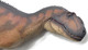 Yangchuanosaurus Magnus - Dapeng (PNSO)
