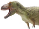 Daspletosaurus torosus - Wu song (Haolonggood)