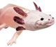 Axolotl (Safari Ltd.)